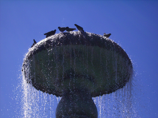Brunnen mit Tauben im August